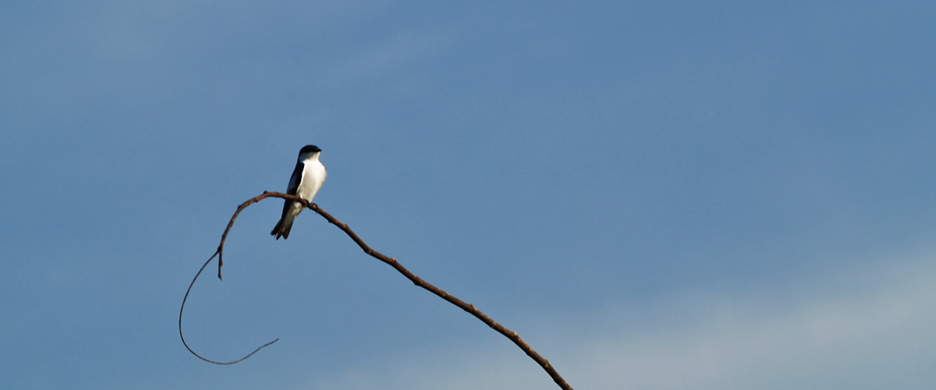 Kapawi Amazon Bird