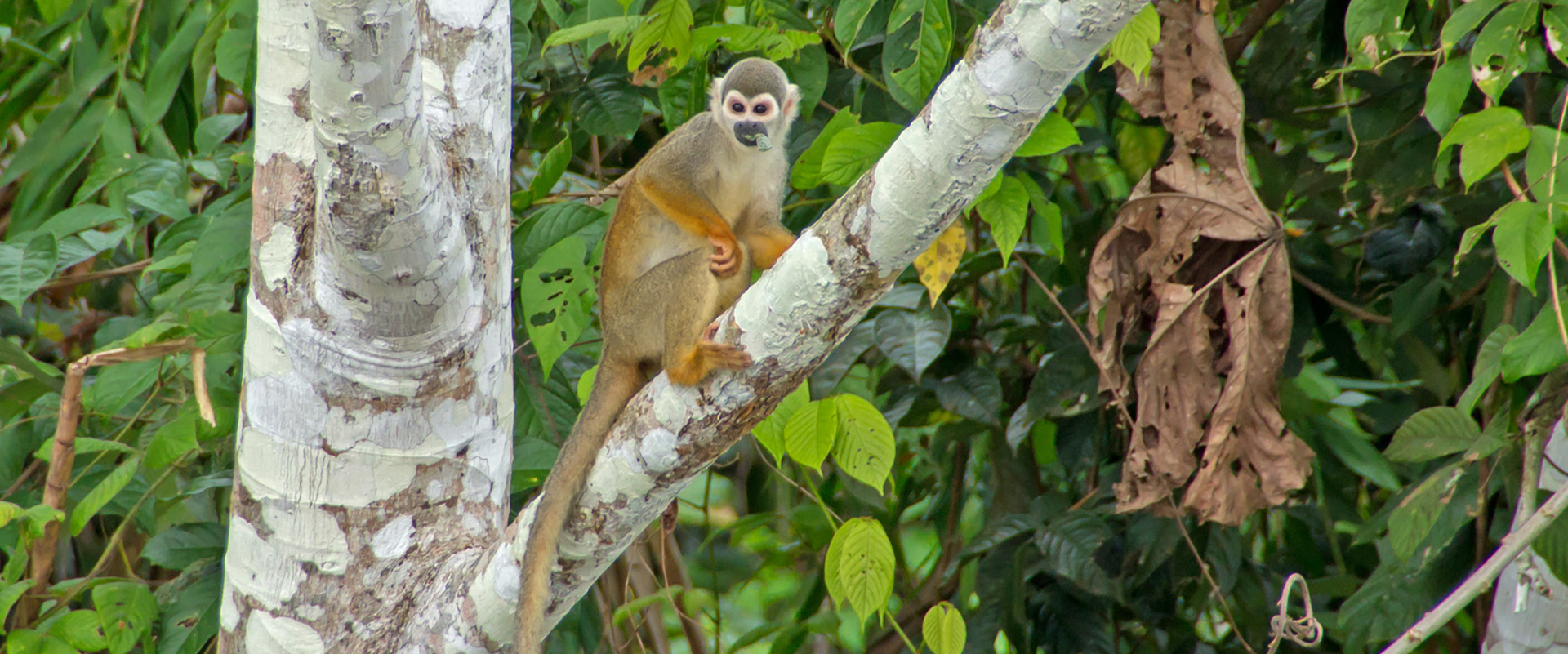 Squirrel Monkey Amazon Ecuador Tours