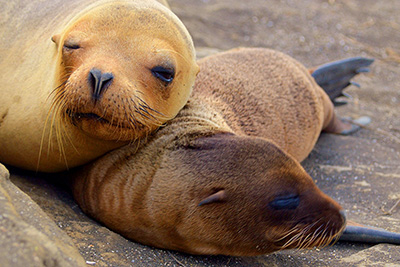 Santa Cruz western Galapagos Islands 5 Days