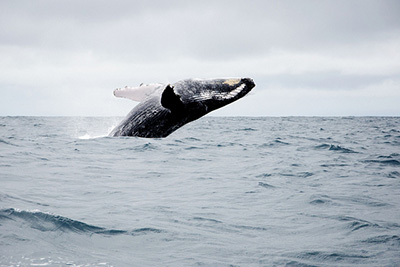 Whalewatching Tour Ecuador